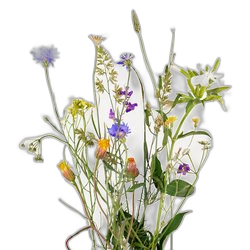 Wild Flowers