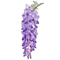 Wisteria