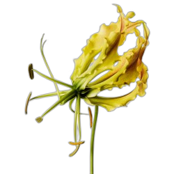 Ylang-Ylang