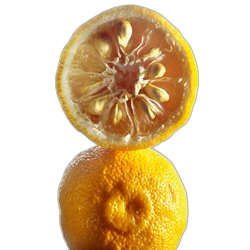 Yuzu